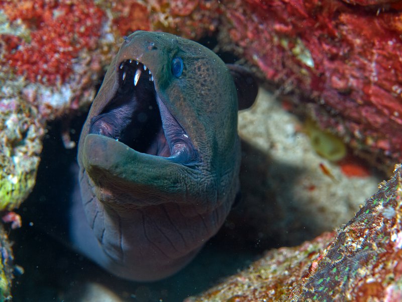 Moray eel, Seulako Drift